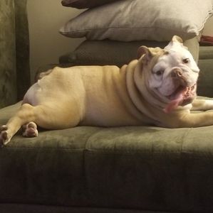 Meet your Posher, Raflexx